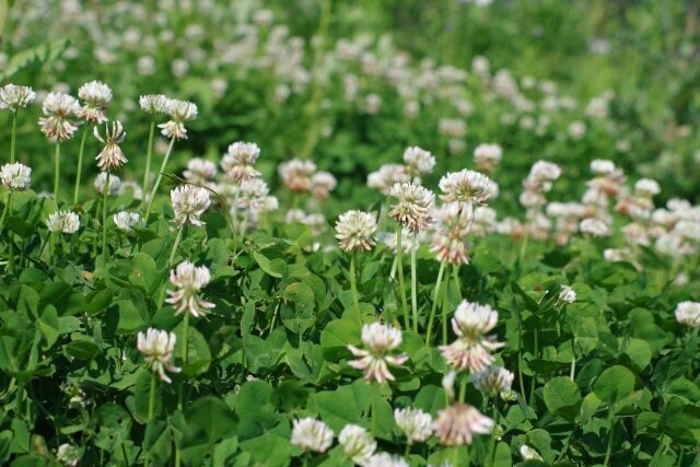 シロツメクサの花言葉は「復讐」……？ 幸運のクローバーのはずがなぜ