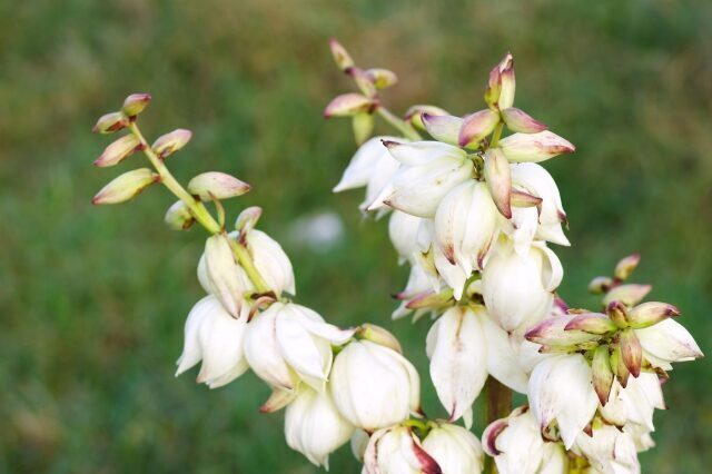青年の木「ユッカ」の雄々しく勇壮な花言葉、知ってる？ | ポイント