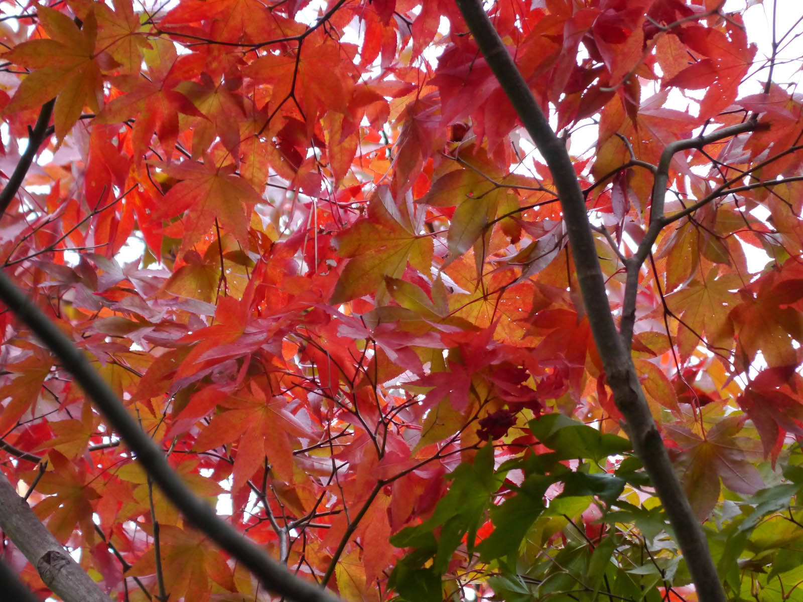 オオモミジ|世界の木材・樹木|8-樹木|木の情報発信基地