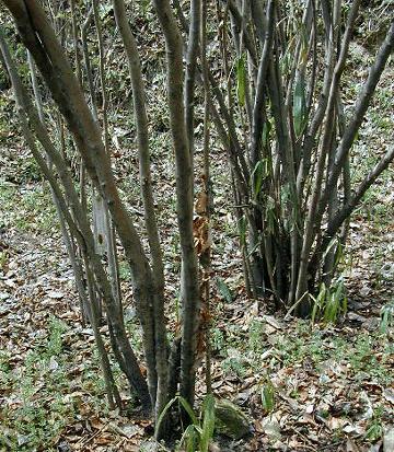 アブラチャン |世界の木材・樹木|8-樹木|木の情報発信基地