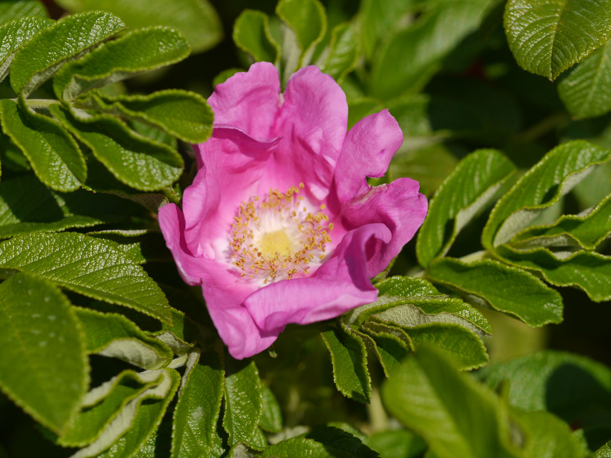 ハマナス |世界の木材・樹木|8-樹木|木の情報発信基地