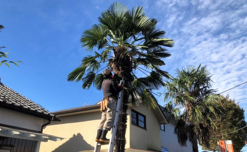 あきる野市N様邸 シュロ（棕櫚）伐採作業｜八王子の造園・植木・庭の