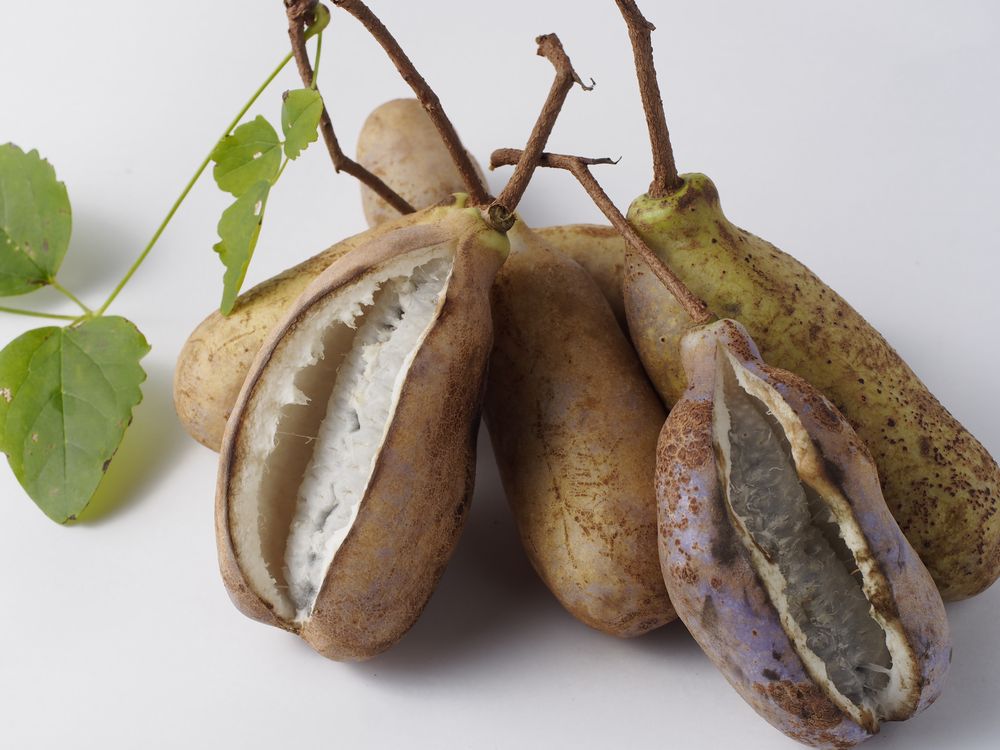 天然のあけび500g-通信販売-新潟県上越市安塚区産-雪だるま物産館