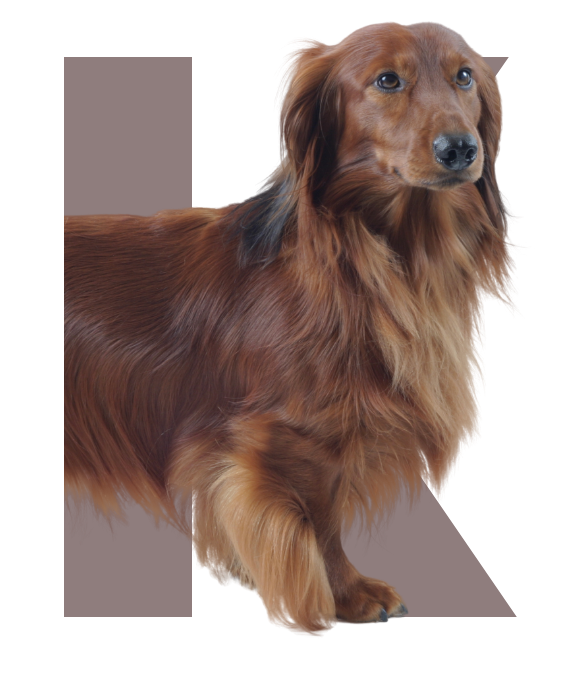 カニンヘンダックスフンド｜DOGS｜4Paws