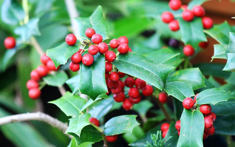 セイヨウヒイラギ｜旬のもの｜暦生活 | 日本の季節を楽しむ暮らし