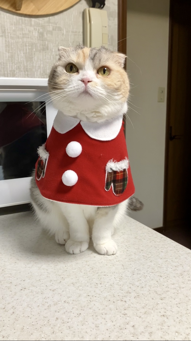 Zoeちゃん | 猫用品専門店ゴロにゃん お客様写真館