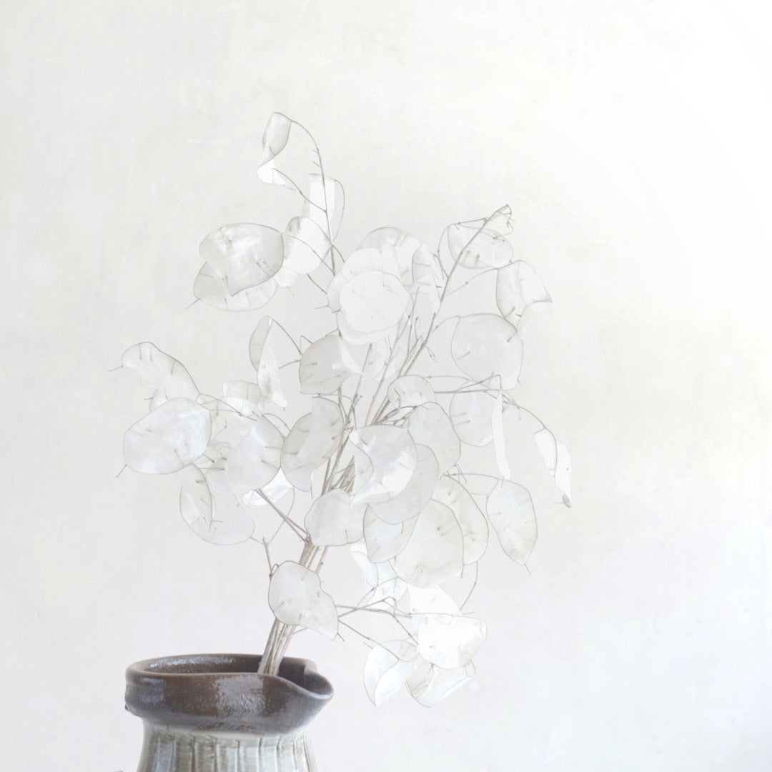 ルナリア ドライフラワー – 枯淡苑