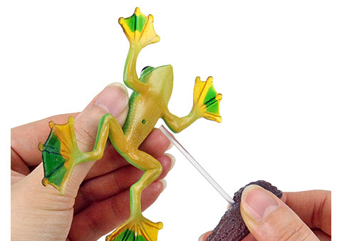 動物 生物 立体図鑑 フロッグボックス / カロラータ オンラインショップ