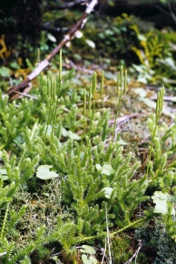 ヒカゲノカズラ科 | Corvet Photo Agency