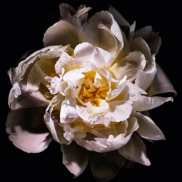 モン パリ リュミエールオーデトワレ / イヴ・サンローラン(香水, 香水