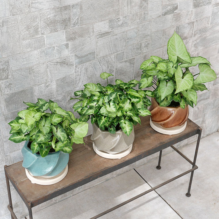シンゴニウム・ピクシー 陶器鉢植え・Sサイズ（イリー） 観葉植物と