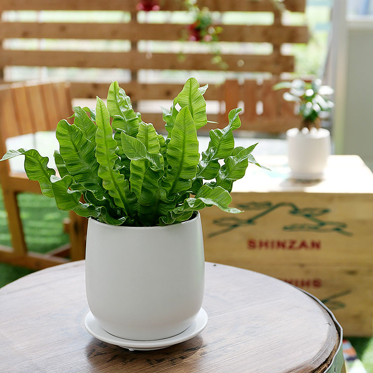 アスプレニウム・エメラルドウェーブ 陶器鉢植え・Sサイズ（マット