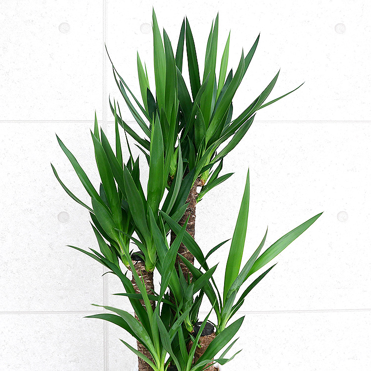 ユッカ(青年の木) 10号鉢 観葉植物と植木鉢の専門店cocolate（ココレート）