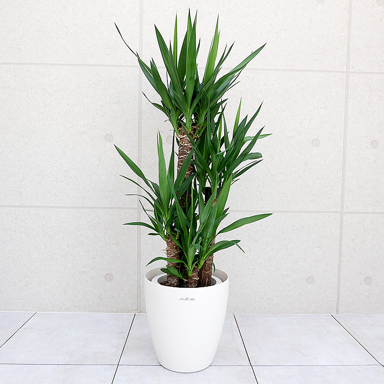 ユッカ(青年の木) 8号鉢 観葉植物と植木鉢の専門店cocolate（ココレート）