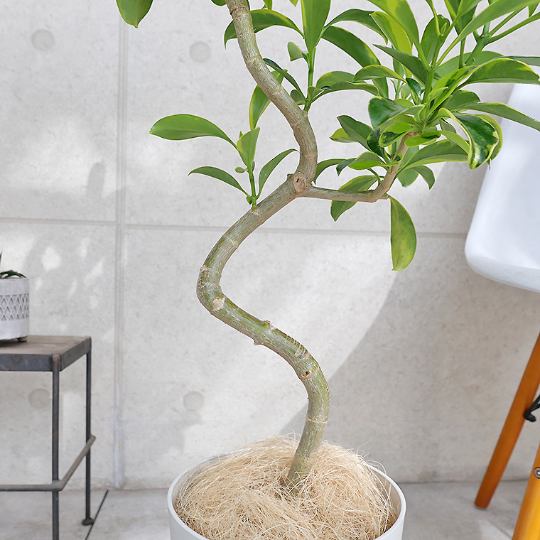 ファグラエア・バリエガータ 8号鉢 観葉植物と植木鉢の専門店cocolate