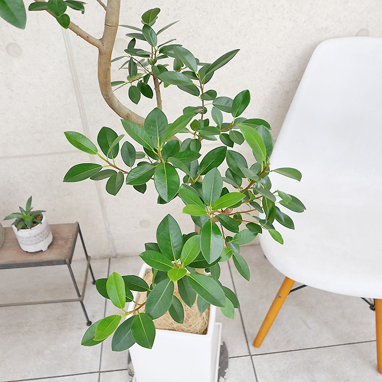 フランスゴム 陶器鉢植え・Lサイズ（マットシリーズ/プリズム） 観葉