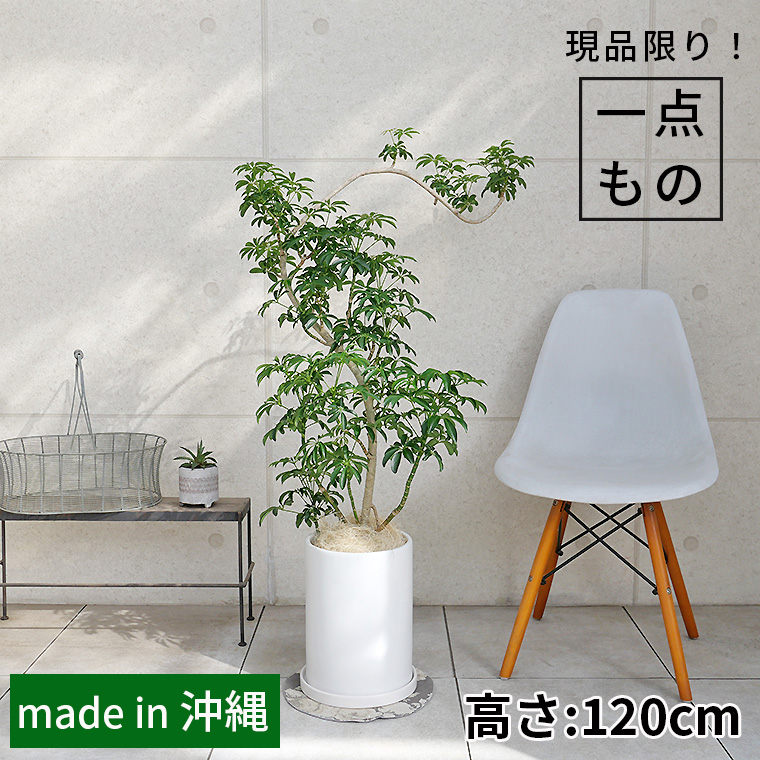シェフレラ・コンパクタ-020 陶器鉢植え・Lサイズ（マットシリーズ