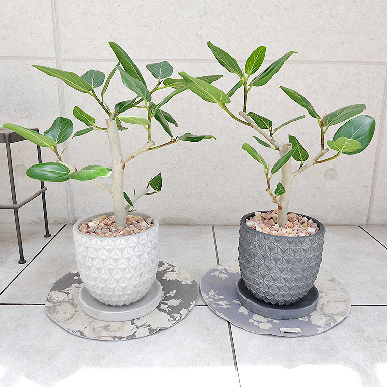 フィカス・ベンガレンシス 陶器鉢植え（ポマル/アサノハ） 観葉植物と