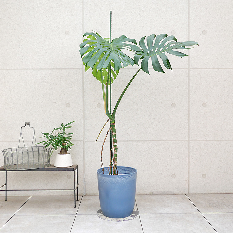 モンステラ・デリシオーサ 幹上がり 8号鉢 観葉植物と植木鉢の専門店