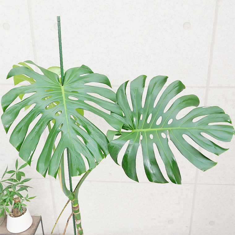 モンステラ・デリシオーサ 幹上がり 8号鉢 観葉植物と植木鉢の専門店