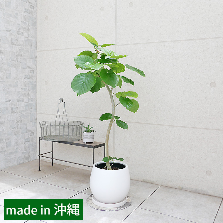 フィカス・ウンベラータ 陶器鉢カバー付き（マットシリーズ/ムーン