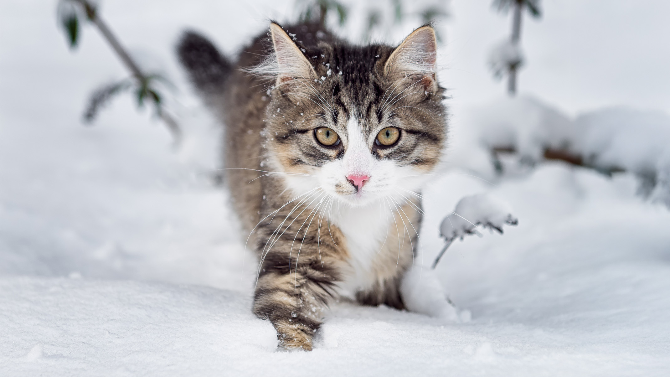 寒い冬でもたくましく過ごせる猫たち - Catit