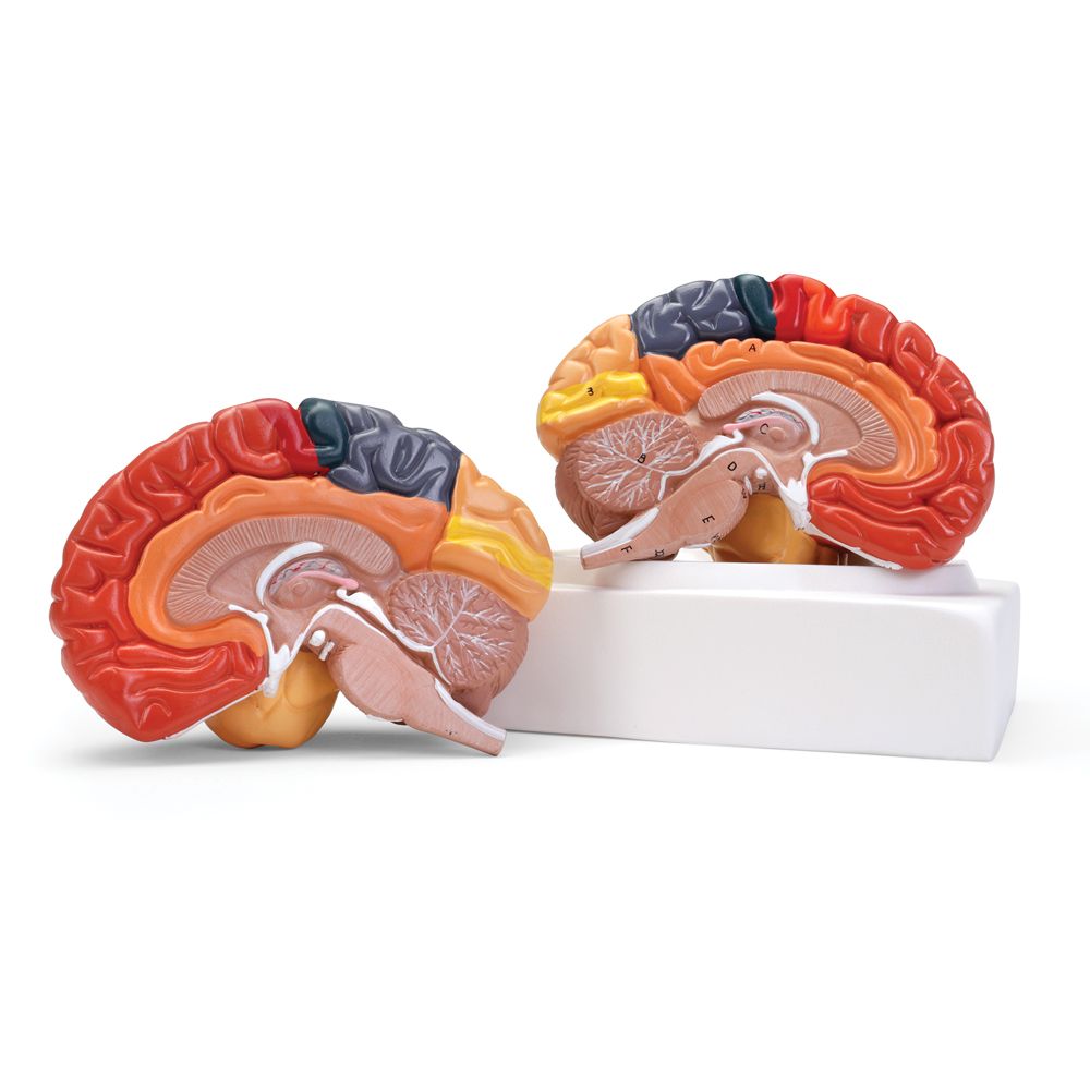 Altay® Human Regional Brain Model | Carolina Biological Supply