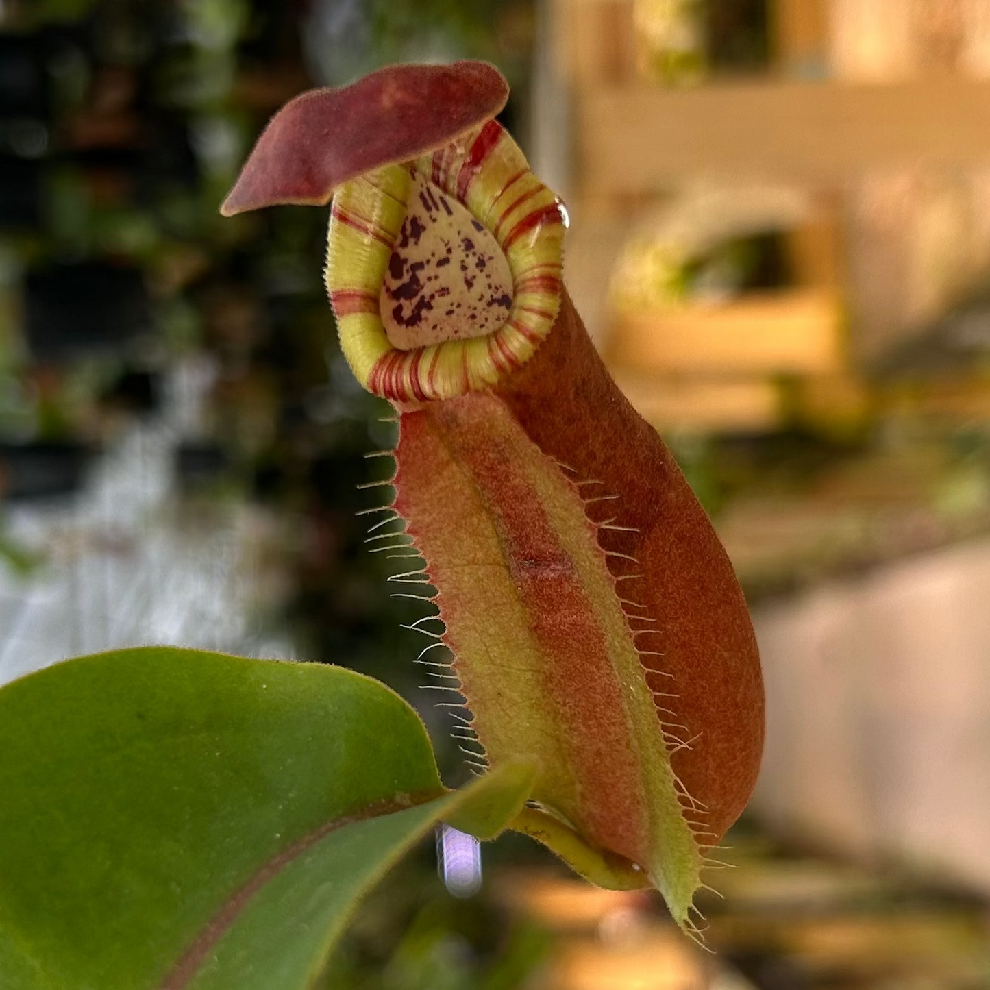 Nepenthes [(lowii x veitchii) x tiveyi] x platychila white, CAR