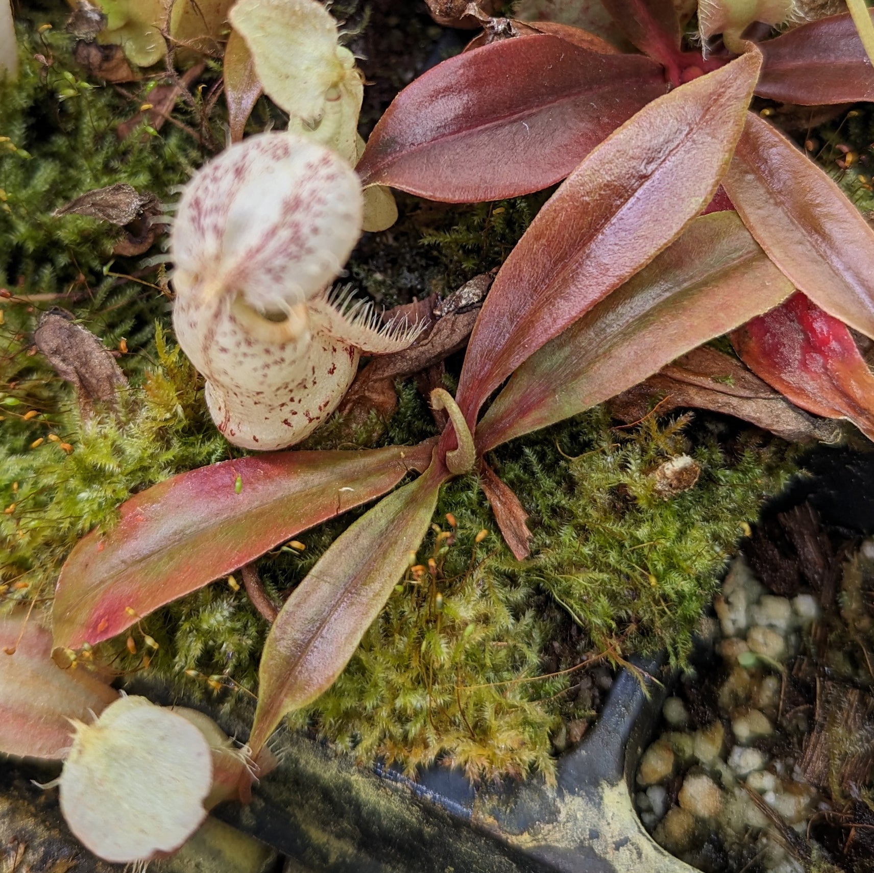 Nepenthes rafflesiana Leilani x (maxima x truncata) - giant, CAR