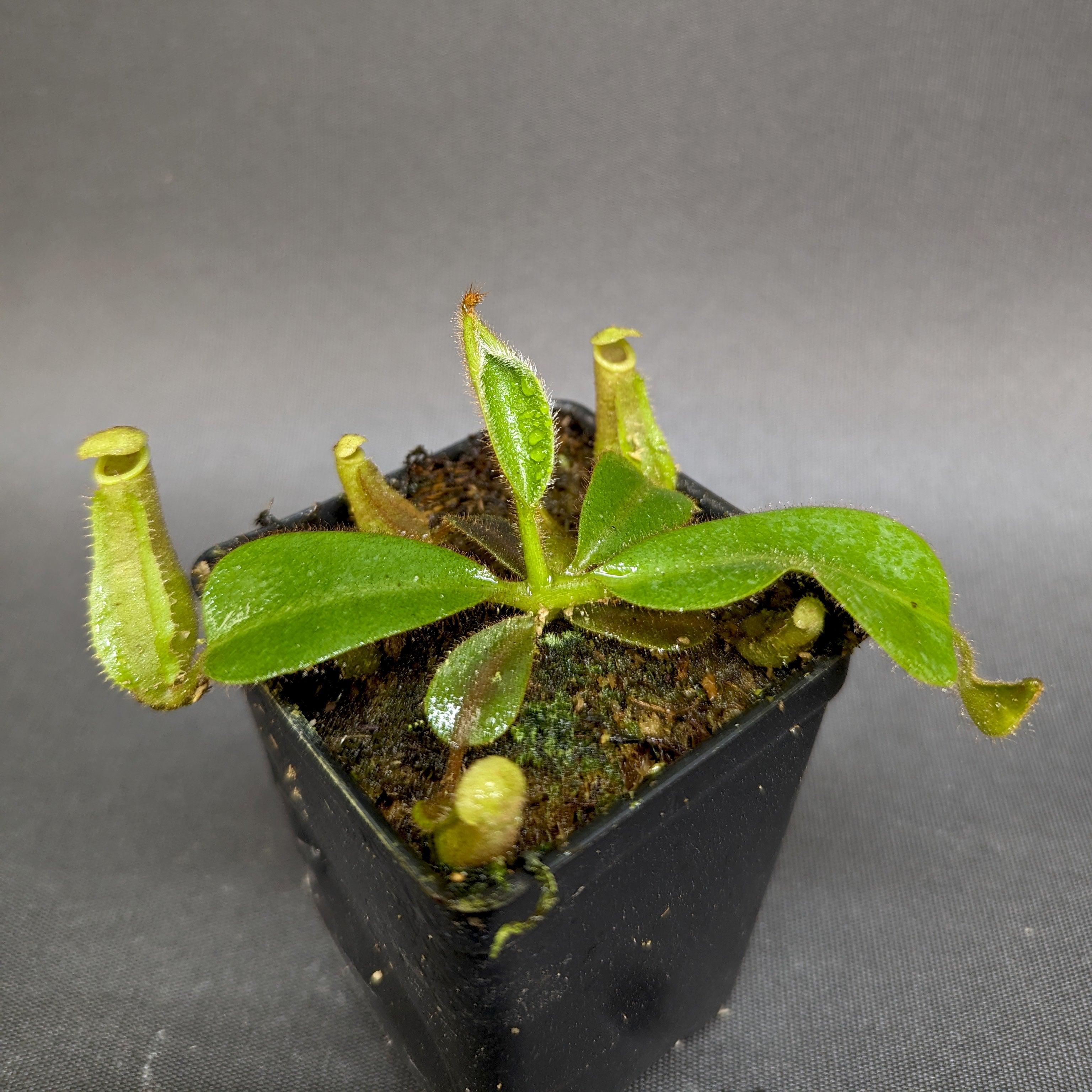Nepenthes veitchii [(Murud x Candy) -Best Clone x 