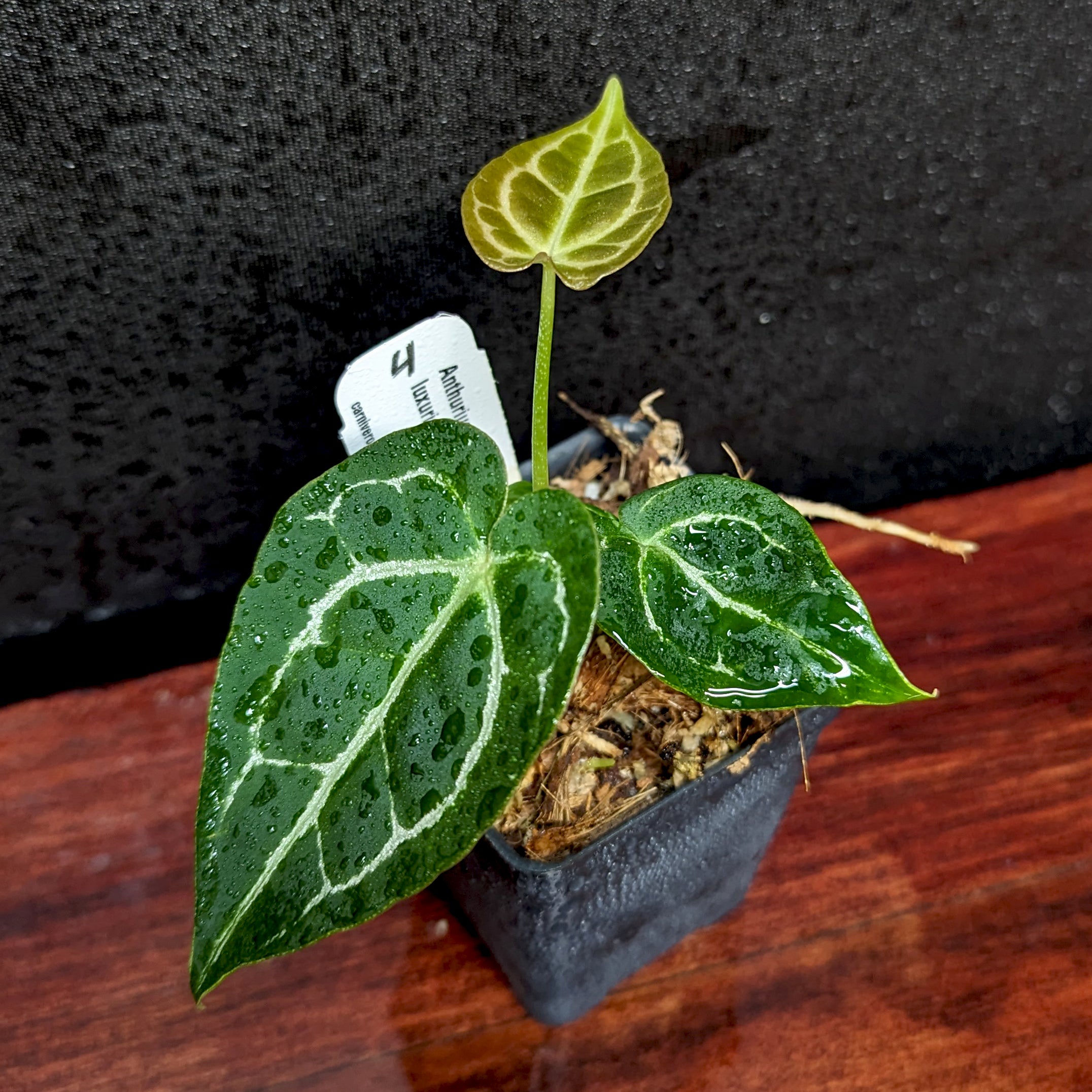 Anthurium crystallinum x luxurians – Carnivero