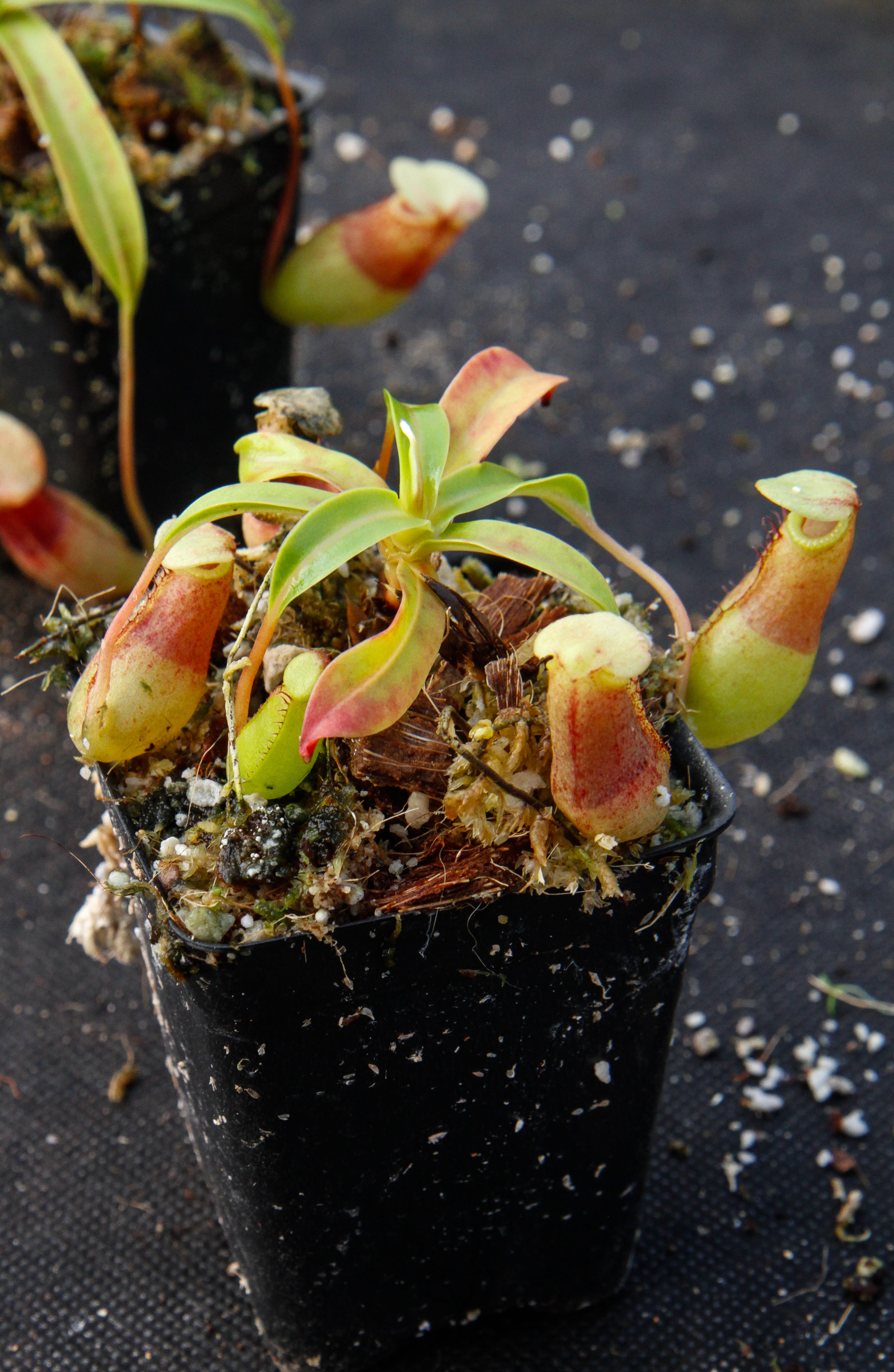 NepenthesVentricosaMadja-AsBE-