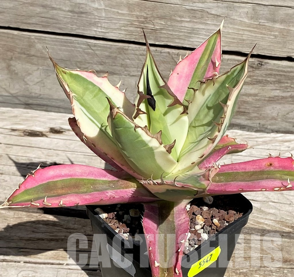 SH13849 Agave titanota f. variegata 'Snaggle Tooth' – Cactus-online