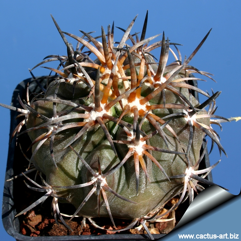 Copiapoa dura