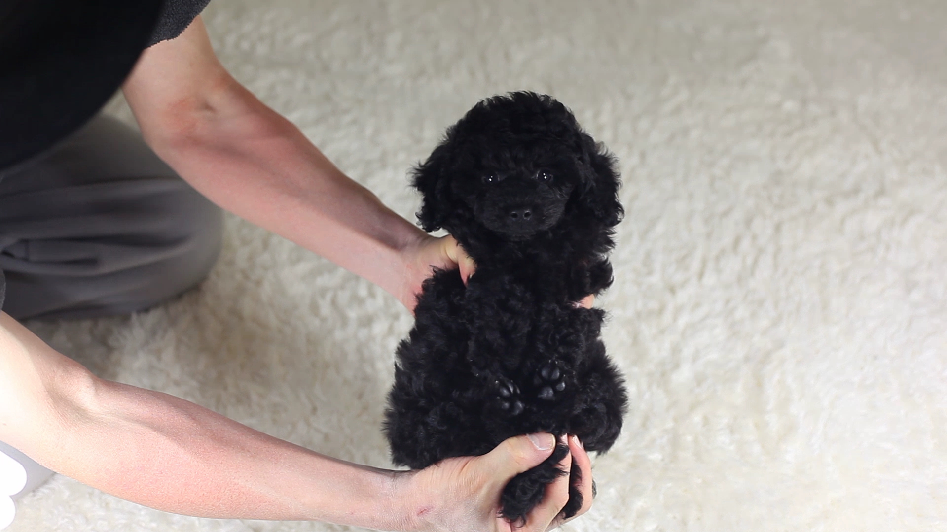 ジャパン プードル クラブ【トイプードルチャンピオン直子】JPC-CH-001