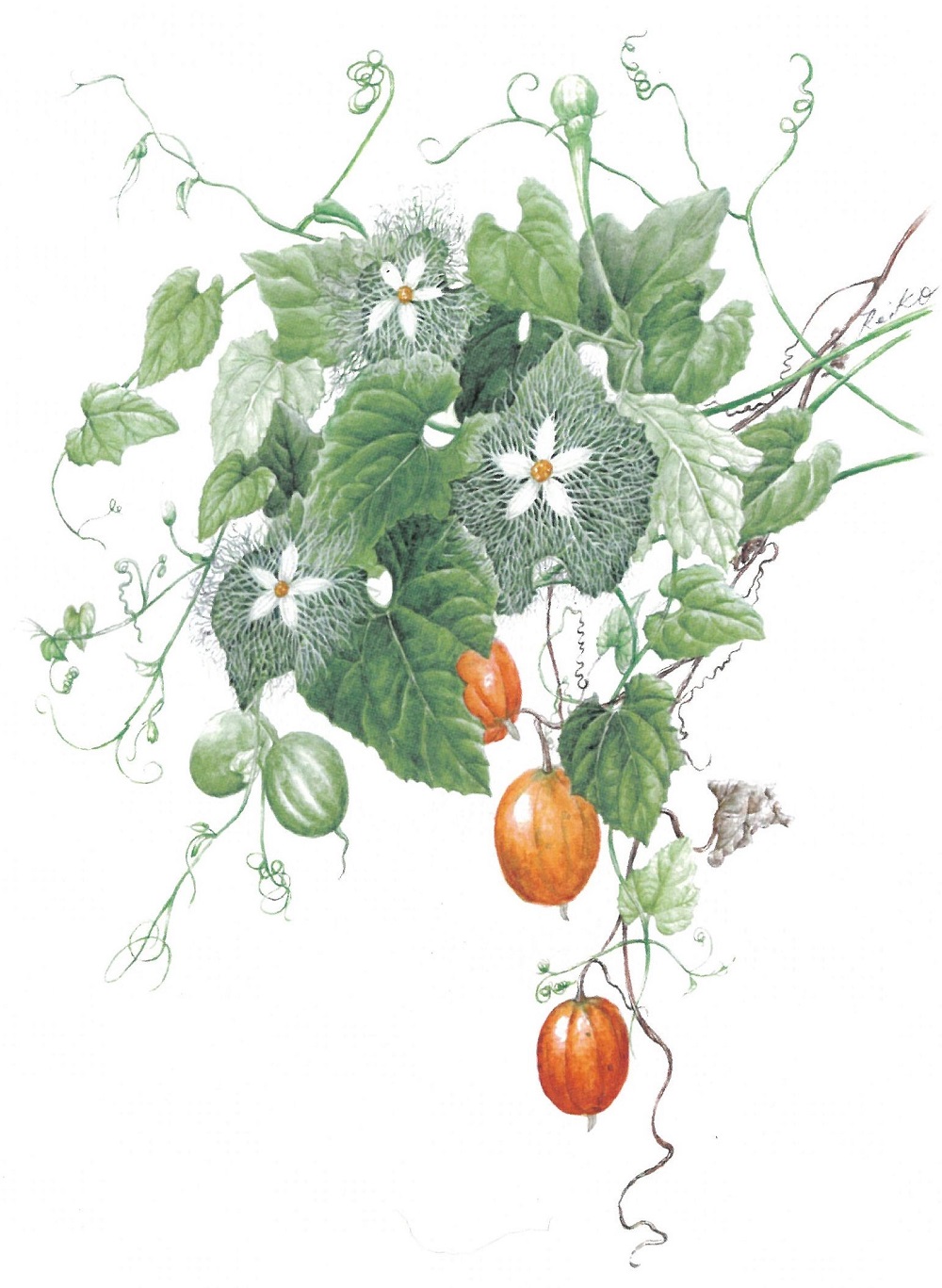 ボタニカルアート｜講座紹介｜高蔵寺中日文化センター｜中日文化