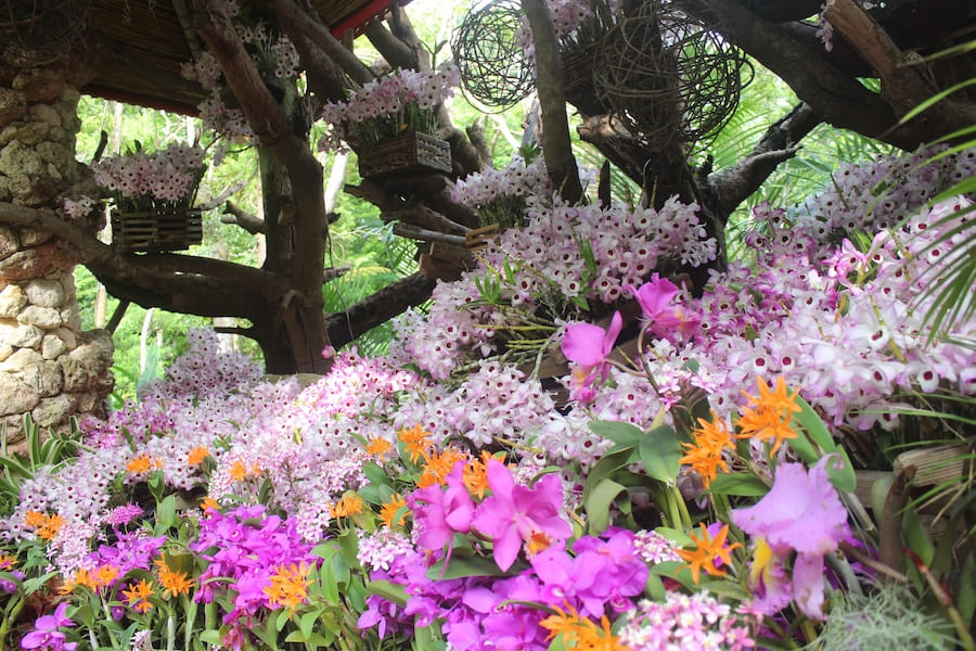 2026年最新版】色とりどり♪沖縄県内のお花イベントまとめ | おでかけ