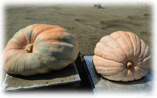 【A19c】ハロウィンかぼちゃ　本物 送料無料 限定3個 ハロウィン用本物 おばけ カボチャ Mサイズ(直径 約