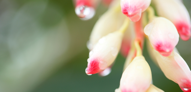 サネン フラワーエッセンス スプレー フラワーエッセンスのシャンドゥ