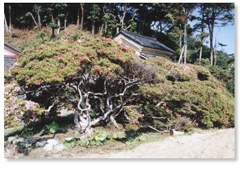 サツキの古木群 | 高萩市公式ホームページ