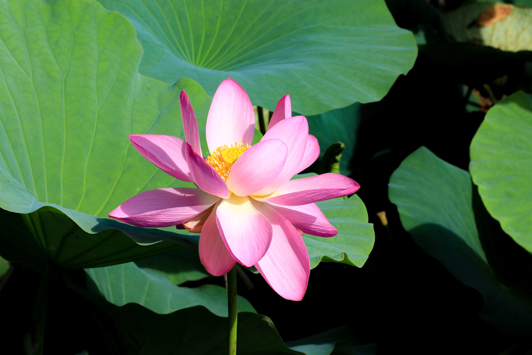 八鶴湖に咲く蓮の花 | 東金市ホームページ
