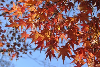 千葉市：昭和の森 紅葉 2024