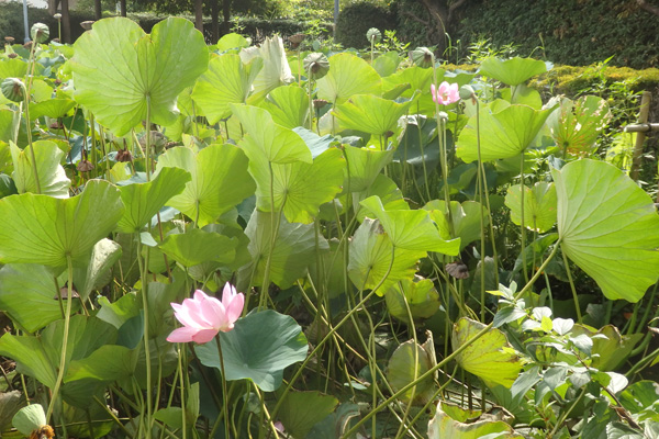 難波田城公園の蓮｜富士見市