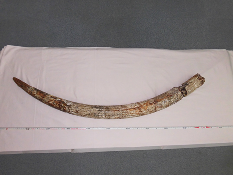 北浦湖岸のナウマン象 - 鹿嶋市ホームページ