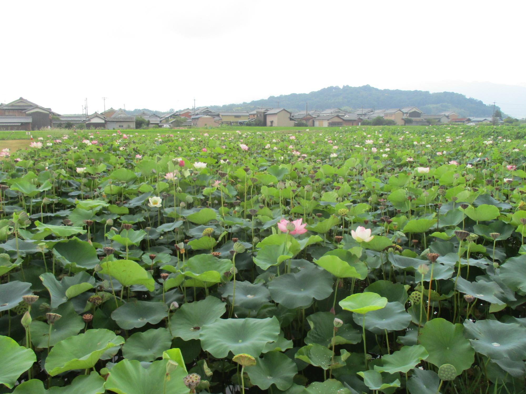 2024年夏季のハナハス開花状況／橿原市公式ホームページ