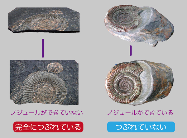 館長コラム 「こんな化石も展示しています」第12回 ーノジュール