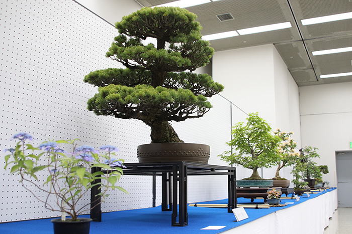 2019年5月26日 第49回盆栽水石展／日進市