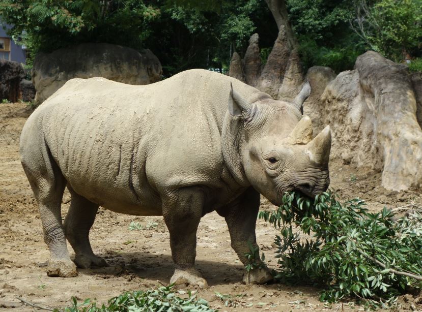 世界サイの日」イベントを開催します｜八木山動物公園フジサキの杜