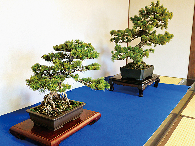 梅津天声園】「吾妻五葉松盆栽」を世界へ！日本の和の文化に触れよう