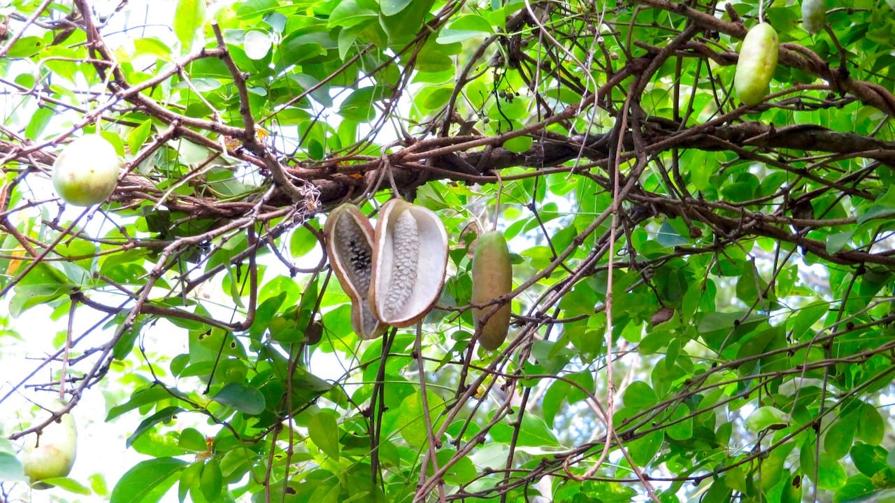アケビ栽培-育て方のコツ【実が気持ち悪い!?紫花が咲く庭木です】